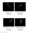 Fig. 03 - ANTISENSE DESIGN