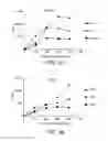 Fig. 04 - ANTISENSE DESIGN