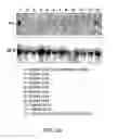 Fig. 06 - ANTISENSE DESIGN