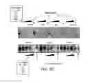 Fig. 08 - ANTISENSE DESIGN