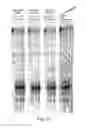 Fig. 12 - ANTISENSE DESIGN