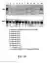 Fig. 06 - ANTISENSE DESIGN