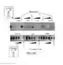 Fig. 08 - ANTISENSE DESIGN