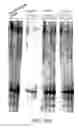 Fig. 20 - ANTISENSE DESIGN
