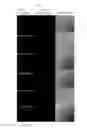 Fig. 10 - Expression vector for cyanobacteria