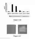 Fig. 09 - ENZYMES AND USES THEREOF