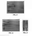Fig. 04 - Enhanced protein expression in 