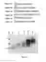 Fig. 02 - METHODS OF PRODUCING LONG ACTING CTP-MODIFIED POLYPEPTIDES