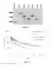 Fig. 03 - METHODS OF PRODUCING LONG ACTING CTP-MODIFIED POLYPEPTIDES