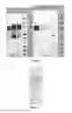 Fig. 04 - METHODS OF PRODUCING LONG ACTING CTP-MODIFIED POLYPEPTIDES