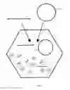 Fig. 06 - Construction of fully-deleted adenovirus-based gene delivery vectors and uses thereof