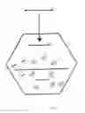 Fig. 07 - Construction of fully-deleted adenovirus-based gene delivery vectors and uses thereof