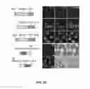 Fig. 04 - ONCOGENIC MODELS BASED ON DELIVERY AND USE OF THE CRISPR-CAS SYSTEMS, VECTORS AND COMPOSITIONS