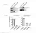 Fig. 102 - ONCOGENIC MODELS BASED ON DELIVERY AND USE OF THE CRISPR-CAS SYSTEMS, VECTORS AND COMPOSITIONS