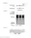 Fig. 11 - ONCOGENIC MODELS BASED ON DELIVERY AND USE OF THE CRISPR-CAS SYSTEMS, VECTORS AND COMPOSITIONS