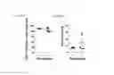 Fig. 115 - ONCOGENIC MODELS BASED ON DELIVERY AND USE OF THE CRISPR-CAS SYSTEMS, VECTORS AND COMPOSITIONS