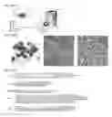 Fig. 145 - ONCOGENIC MODELS BASED ON DELIVERY AND USE OF THE CRISPR-CAS SYSTEMS, VECTORS AND COMPOSITIONS