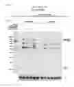 Fig. 23 - ONCOGENIC MODELS BASED ON DELIVERY AND USE OF THE CRISPR-CAS SYSTEMS, VECTORS AND COMPOSITIONS