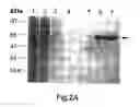 Fig. 03 - Inositol biotransformation