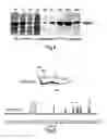 Fig. 06 - Inositol biotransformation