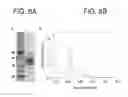 Fig. 09 - ENHANCED CELLULOSE DEGRADATION