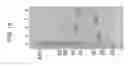 Fig. 14 - ENHANCED CELLULOSE DEGRADATION