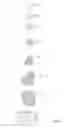Fig. 03 - Screening for L-form bacteria