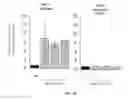 Fig. 07 - IMMEDIATE CHROMATIN IMMUNOPRECIPITATION AND ANALYSIS
