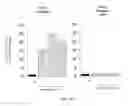 Fig. 09 - IMMEDIATE CHROMATIN IMMUNOPRECIPITATION AND ANALYSIS