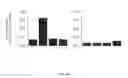 Fig. 14 - IMMEDIATE CHROMATIN IMMUNOPRECIPITATION AND ANALYSIS