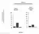 Fig. 23 - IMMEDIATE CHROMATIN IMMUNOPRECIPITATION AND ANALYSIS