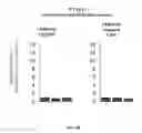 Fig. 24 - IMMEDIATE CHROMATIN IMMUNOPRECIPITATION AND ANALYSIS