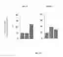 Fig. 32 - IMMEDIATE CHROMATIN IMMUNOPRECIPITATION AND ANALYSIS