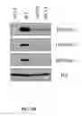 Fig. 33 - IMMEDIATE CHROMATIN IMMUNOPRECIPITATION AND ANALYSIS