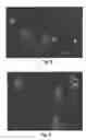 Fig. 30 - SELF-ASSEMBLED SINGLE MOLECULE ARRAYS AND USES THEREOF