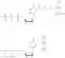 Fig. 13 - NUCLEOTIDE ANALOGS