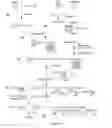 Fig. 02 - Method for detecting telomerase via washing-free anchored-extension and telomeric-binding amplification, and kit