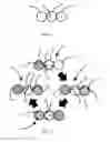 Fig. 05 - Scalable multi-element shape memory alloy rotary motor
