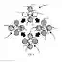 Fig. 08 - Scalable multi-element shape memory alloy rotary motor