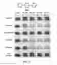 Fig. 15 - Selective detection of alkenes or alkynes