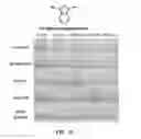 Fig. 16 - Selective detection of alkenes or alkynes
