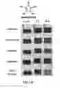 Fig. 17 - Selective detection of alkenes or alkynes