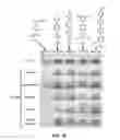 Fig. 18 - Selective detection of alkenes or alkynes