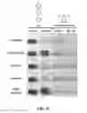 Fig. 19 - Selective detection of alkenes or alkynes