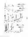 Fig. 05 - CALCIUM CHANNEL PROTEINS AND USES THEREOF