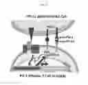 Fig. 23 - SYSTEMS AND METHODS FOR ASSESSING MODULATORS OF IMMUNE CHECKPOINTS