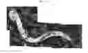 Fig. 24 - Method for diagnosis of diseases using morphological characteristics of luterial