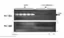 Fig. 27 - Detection of degradative enzymes and biomolecules in bodily fluids