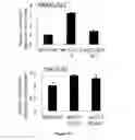 Fig. 09 - Methods for Predicting and Treating Bone Metastases in Prostate Cancer Patients