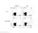 Fig. 07 - METHODS FOR IDENTIFYING AUTOIMMUNE ARTHRITIS AND FOR SCREENING FOR INHIBITOR OF ACTIVATION OF AUTOIMMUNE ARTHRITOGENIC T CELLS